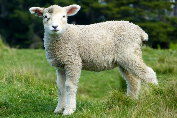 Optimising your Lambing Season: 5 Key tips for success.