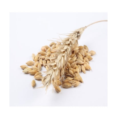 Oat Seed