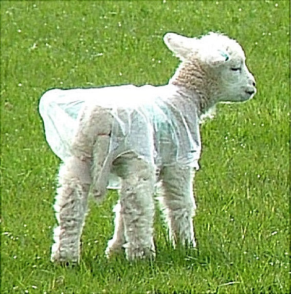 Lamb Covers Plastic Pkt 100 Large